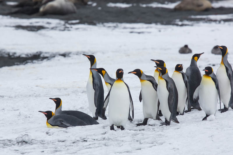 King Penguins