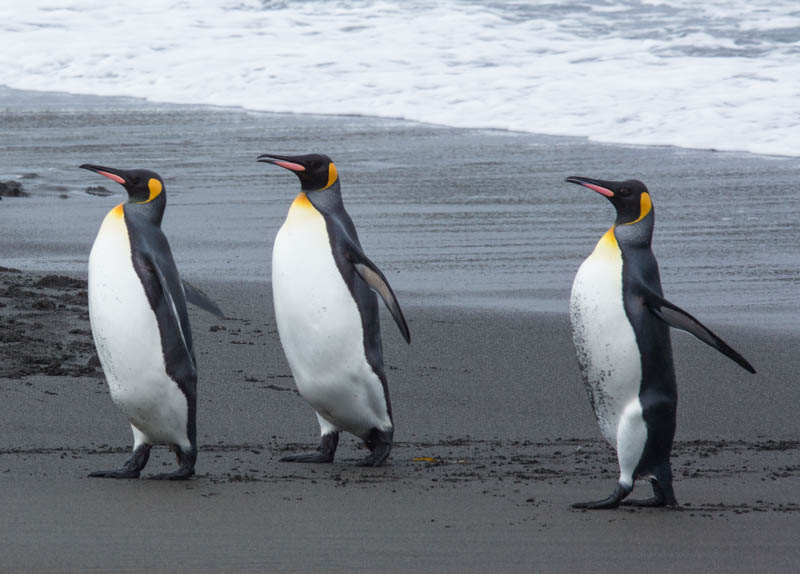 King Penguins