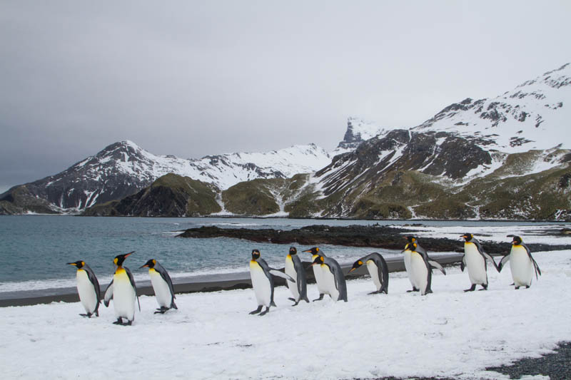 King Penguins