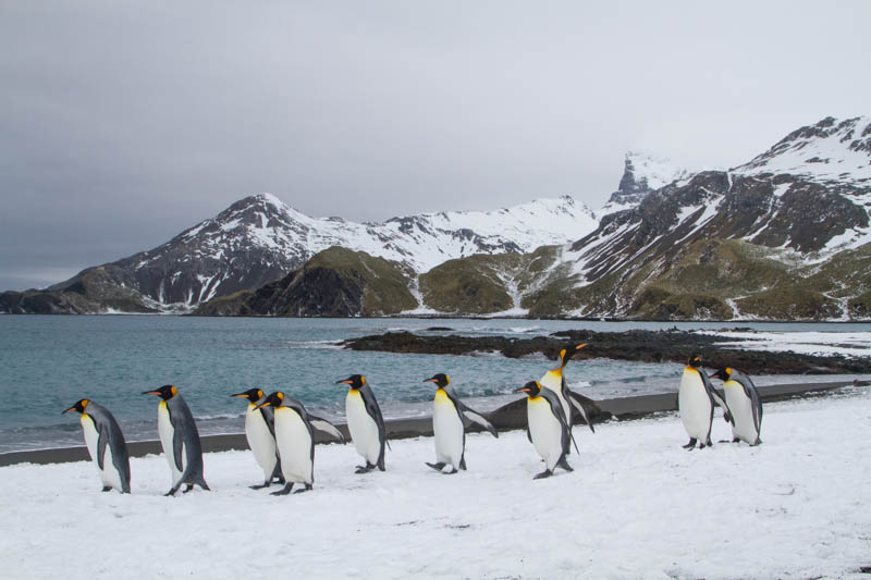 King Penguins