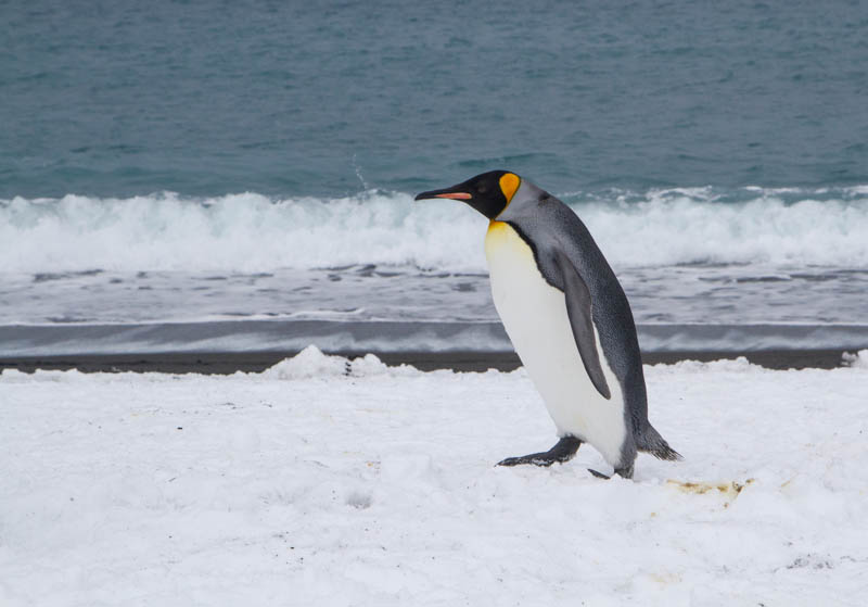 King Penguin