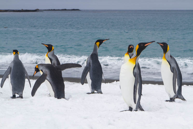 King Penguins