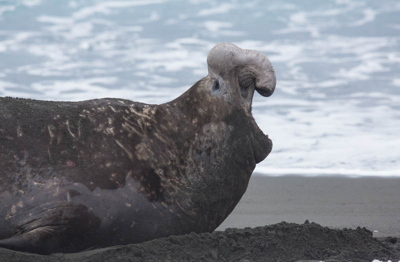 Southern Elephant Seal