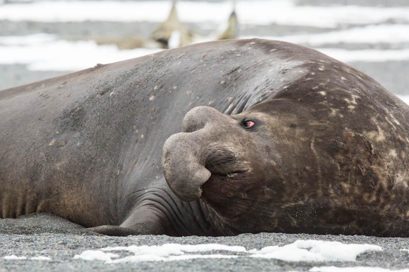 Southern Elephant Seal