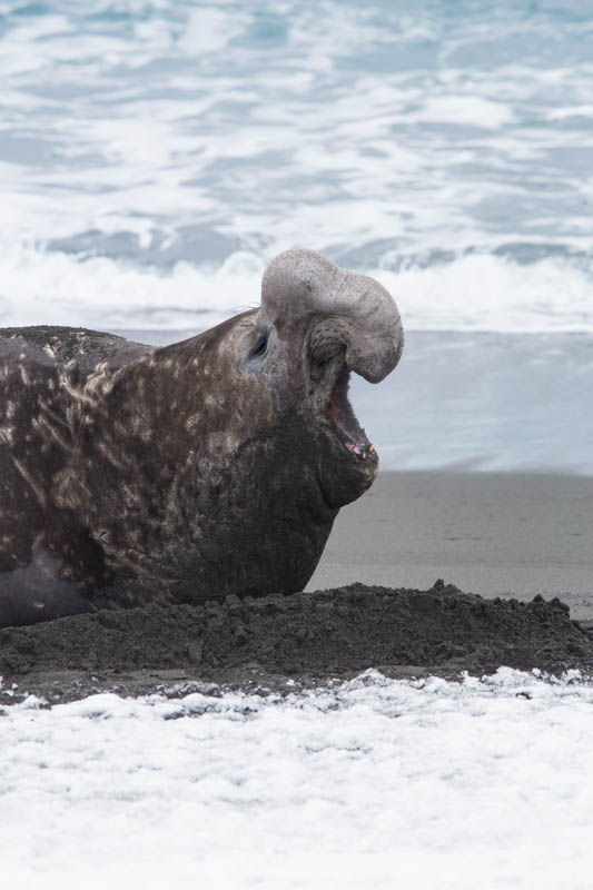 Southern Elephant Seal