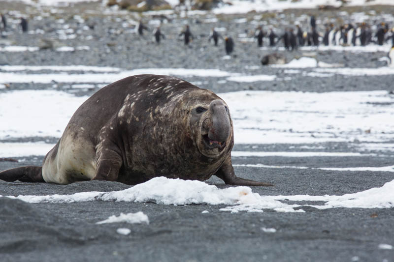 Southern Elephant Seal