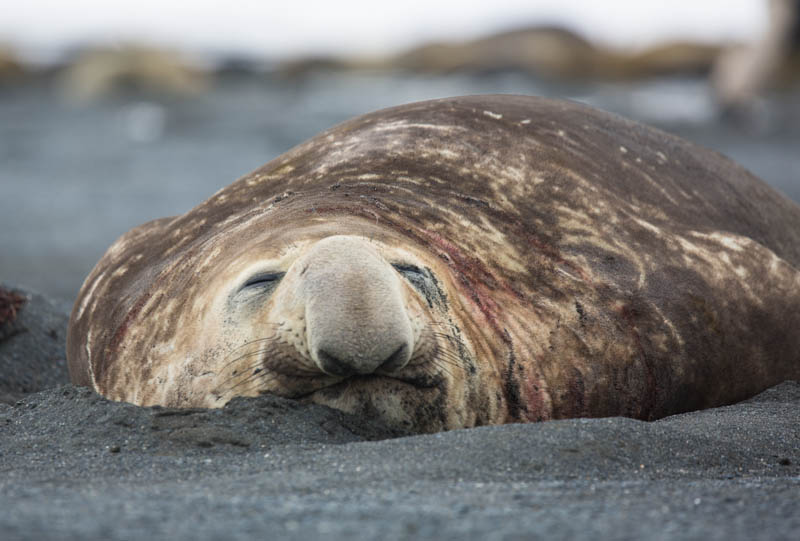 Southern Elephant Seal