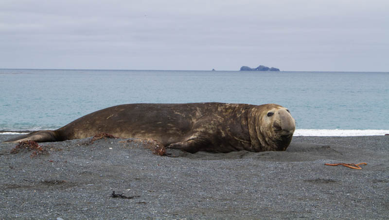 Southern Elephant Seal