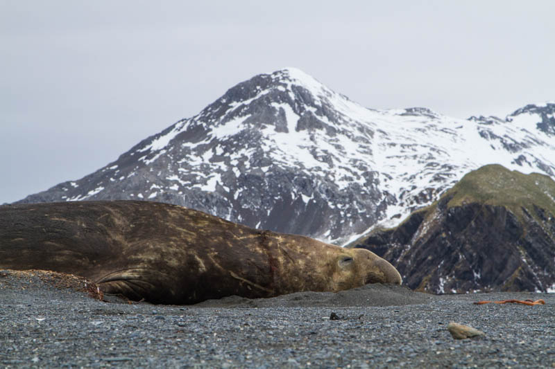 Southern Elephant Seal