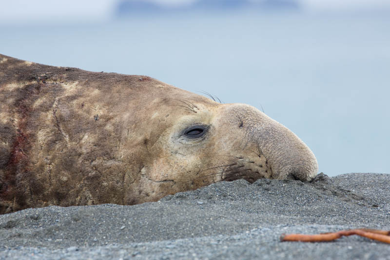 Southern Elephant Seal