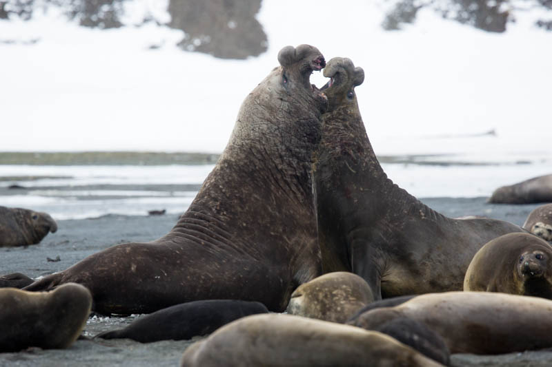 Southern Elephant Seals Fighting