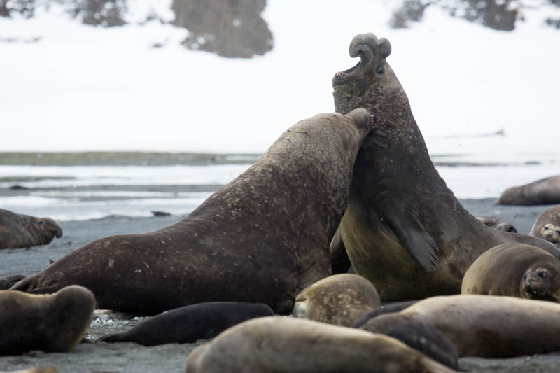 Southern Elephant Seals Fighting