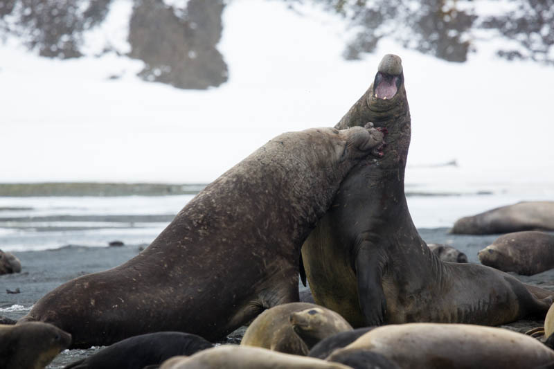 Southern Elephant Seals Fighting