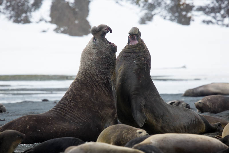 Southern Elephant Seals Fighting