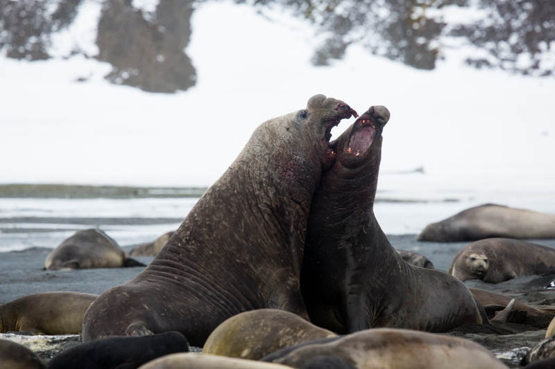 Southern Elephant Seals Fighting