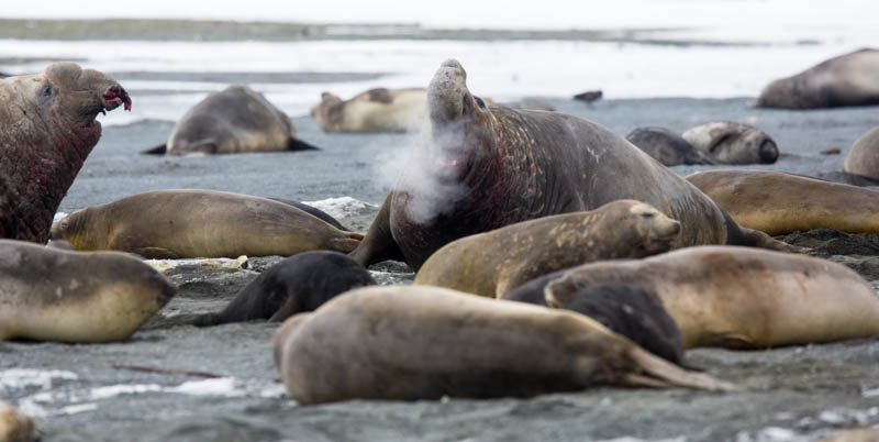 Southern Elephant Seals Fighting