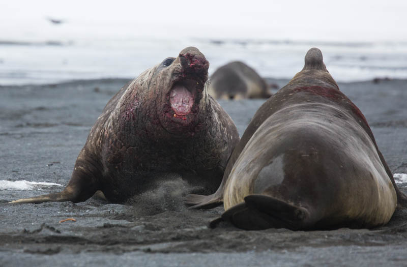 Southern Elephant Seals Fighting