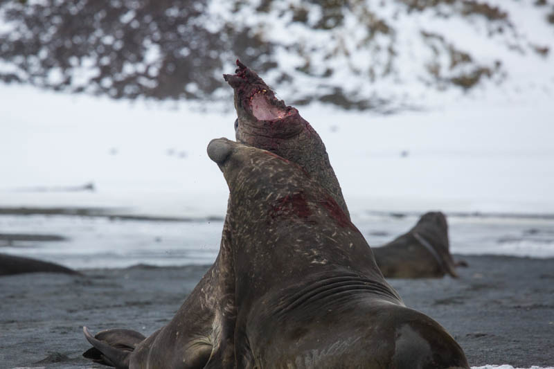 Southern Elephant Seals Fighting