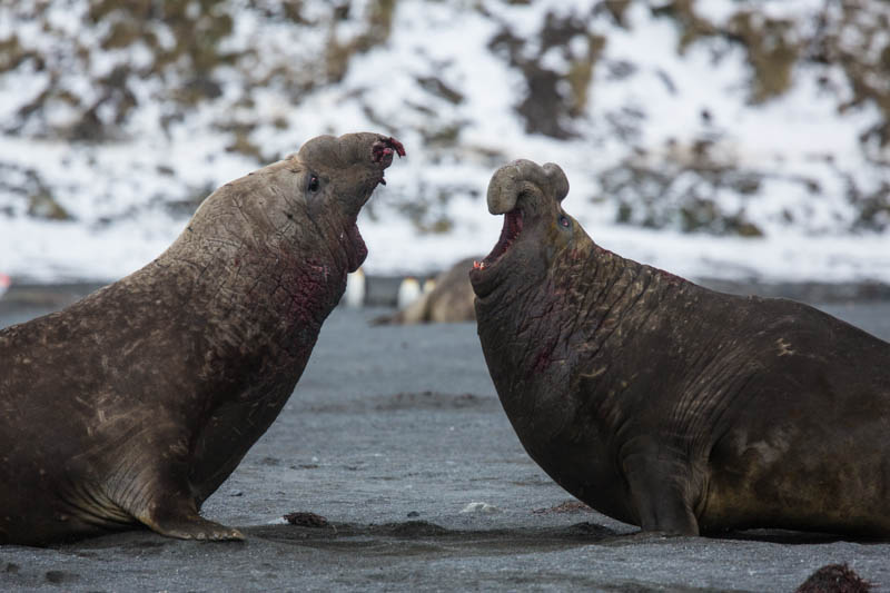 Southern Elephant Seals Fighting