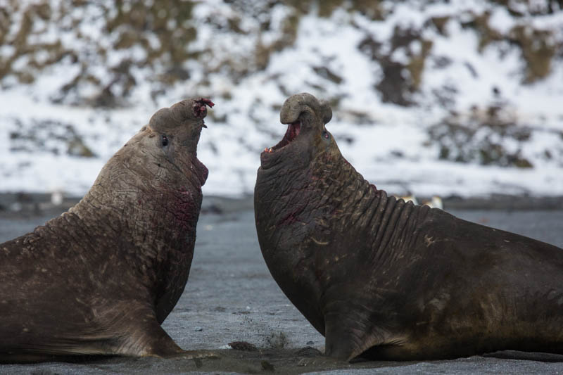 Southern Elephant Seals Fighting