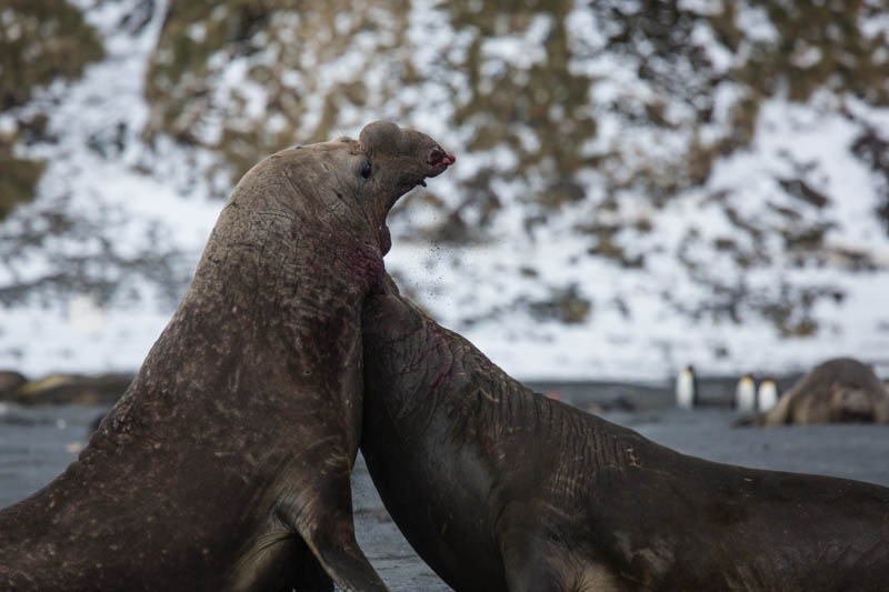 Southern Elephant Seals Fighting