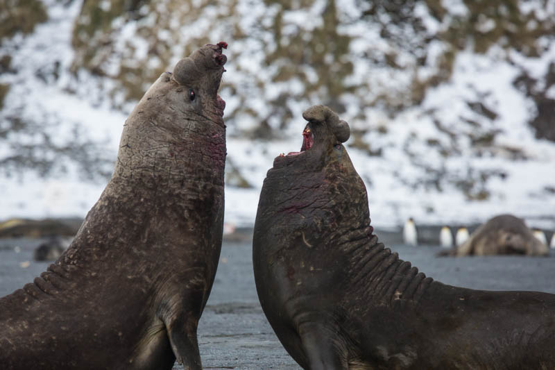 Southern Elephant Seals Fighting