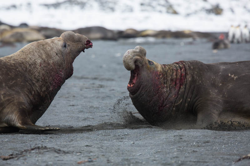 Southern Elephant Seals Fighting