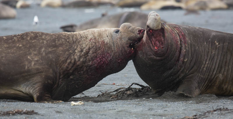 Southern Elephant Seals Fighting