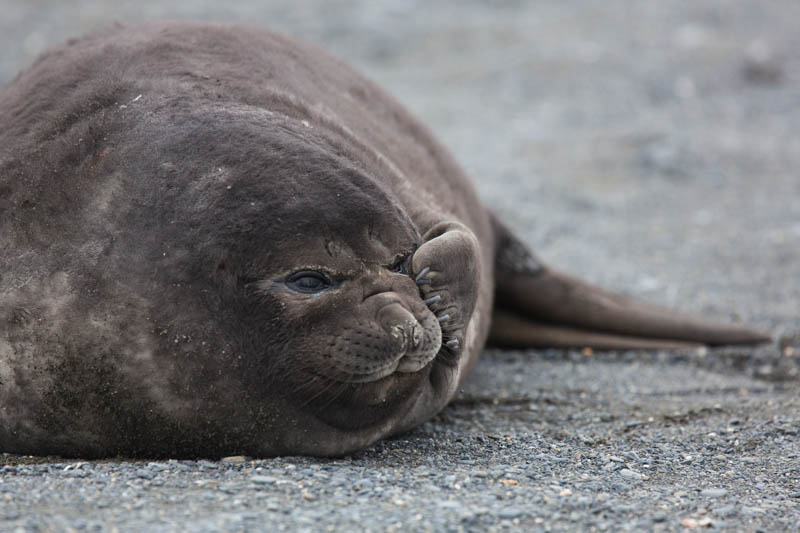 Southern Elephant Seal