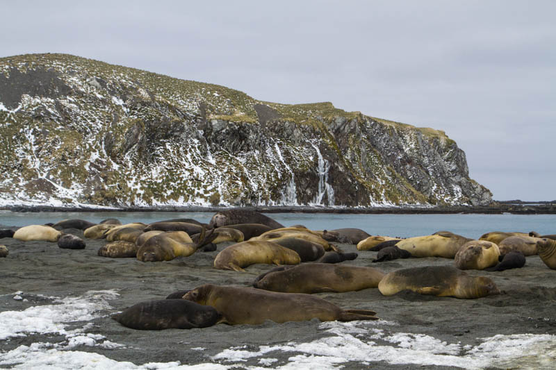 Southern Elephant Seals