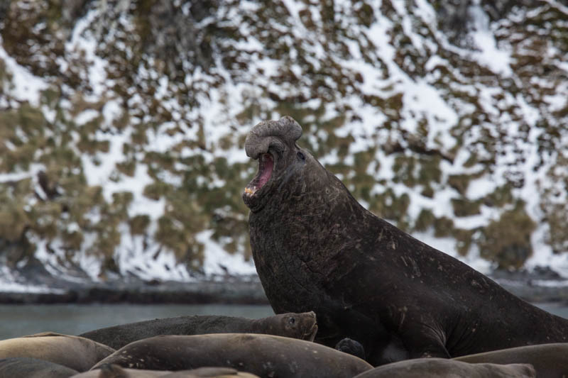 Southern Elephant Seal