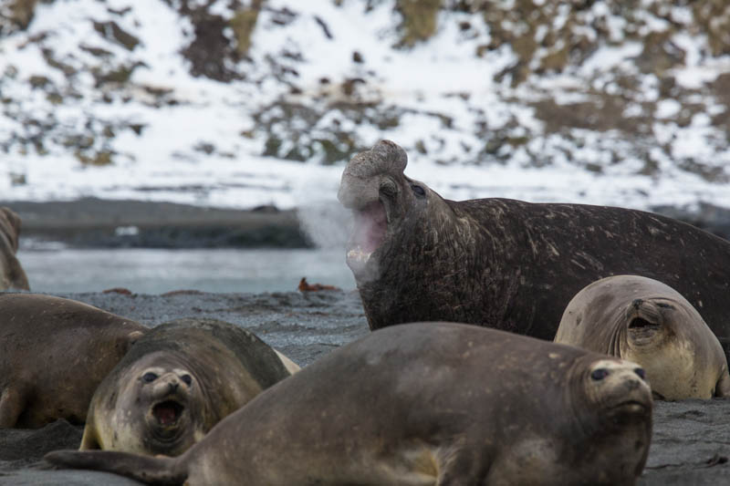 Southern Elephant Seal