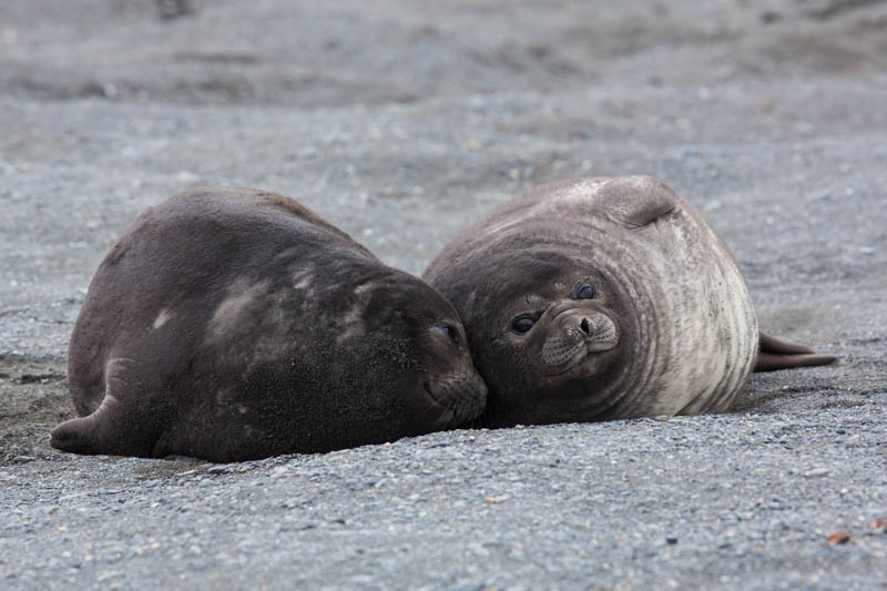 Southern Elephant Seals