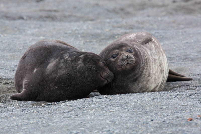 Southern Elephant Seals