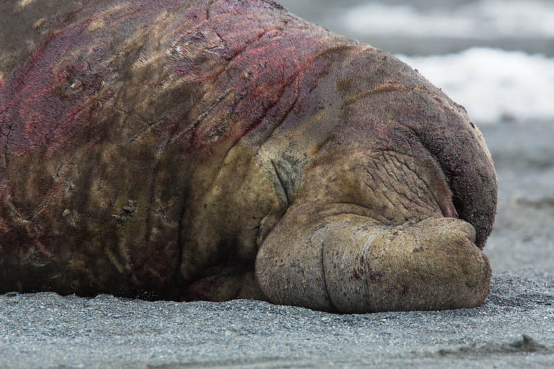 Southern Elephant Seal