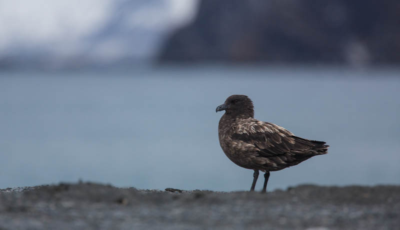 Brown Skua