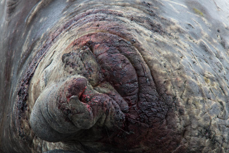 Southern Elephant Seal