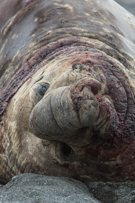 Southern Elephant Seal