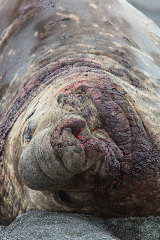 Southern Elephant Seal