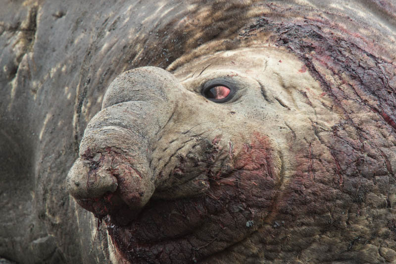 Southern Elephant Seal