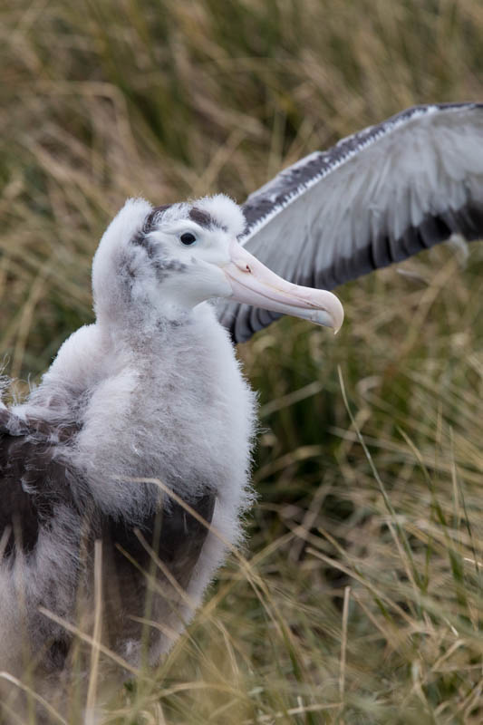 Juvenile Wandering Albatross
