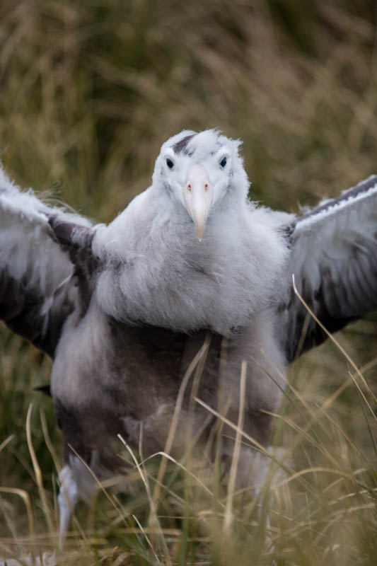 Juvenile Wandering Albatross