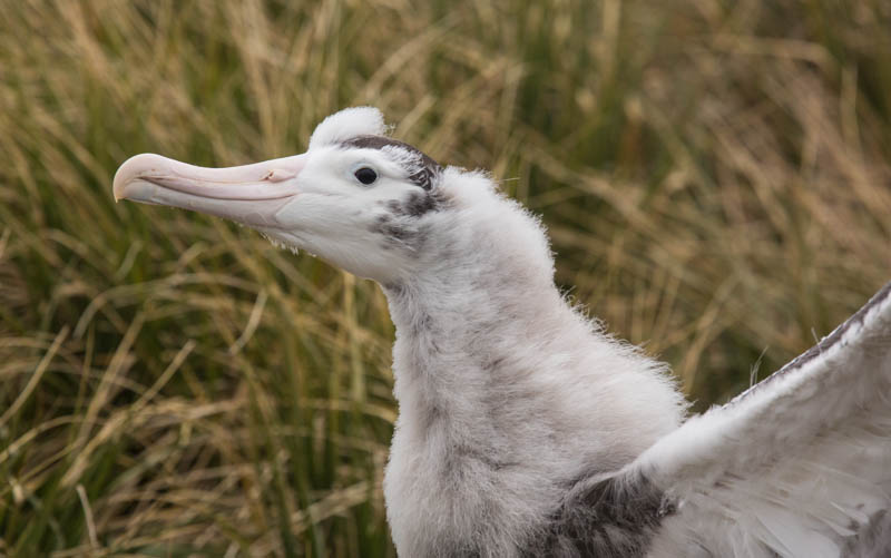 Juvenile Wandering Albatross