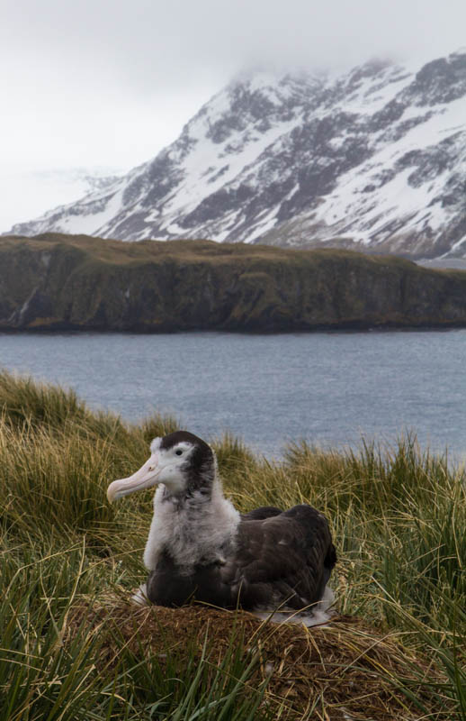 Juvenile Wandering Albatross