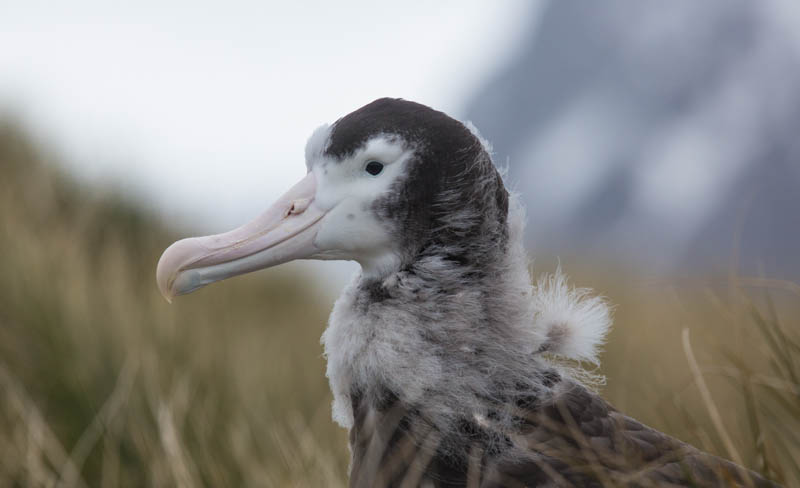 Juvenile Wandering Albatross