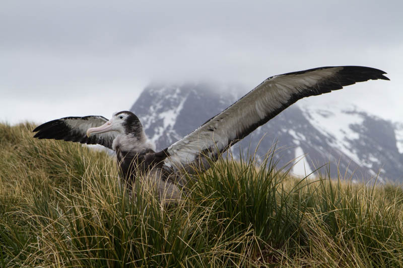 Juvenile Wandering Albatross