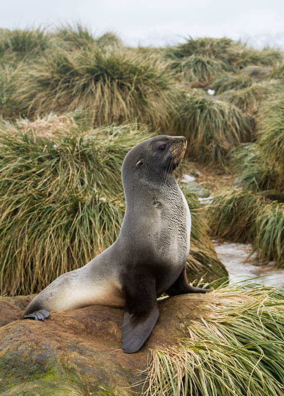 Antarctic Fur Seal