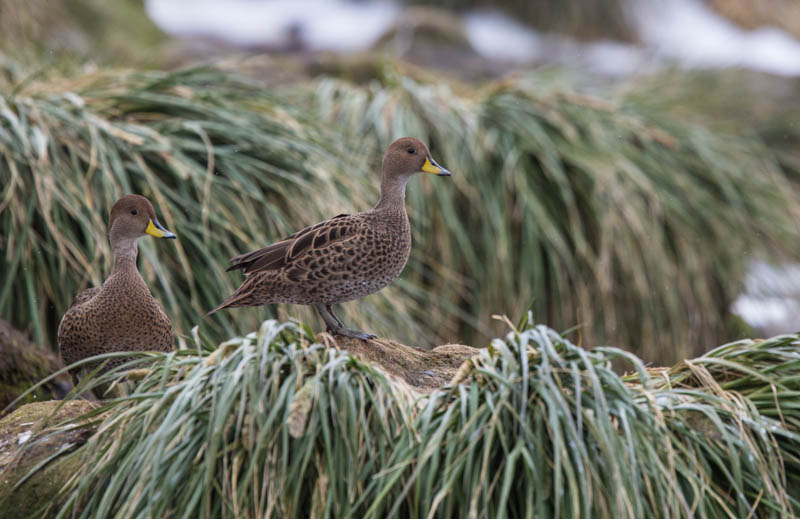 Yellow-Billed Pintail