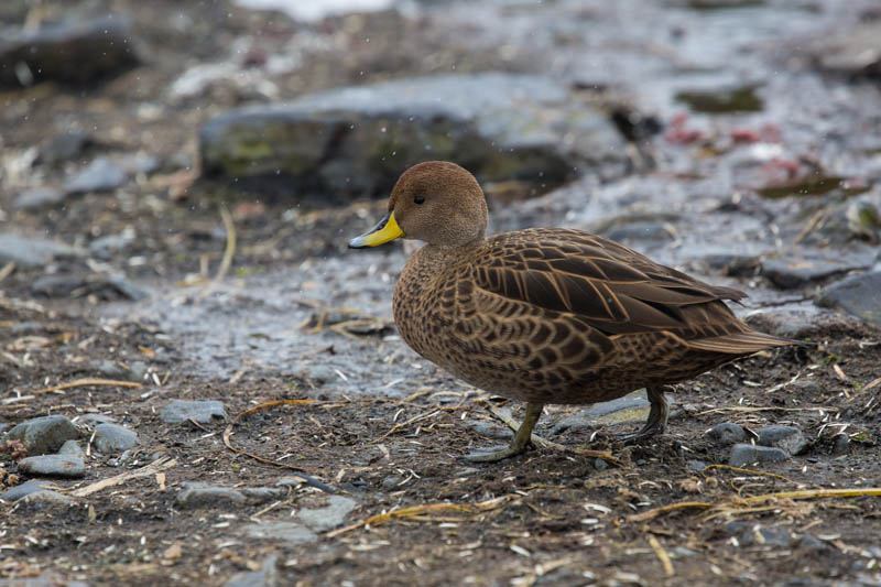 Yellow-Billed Pintail