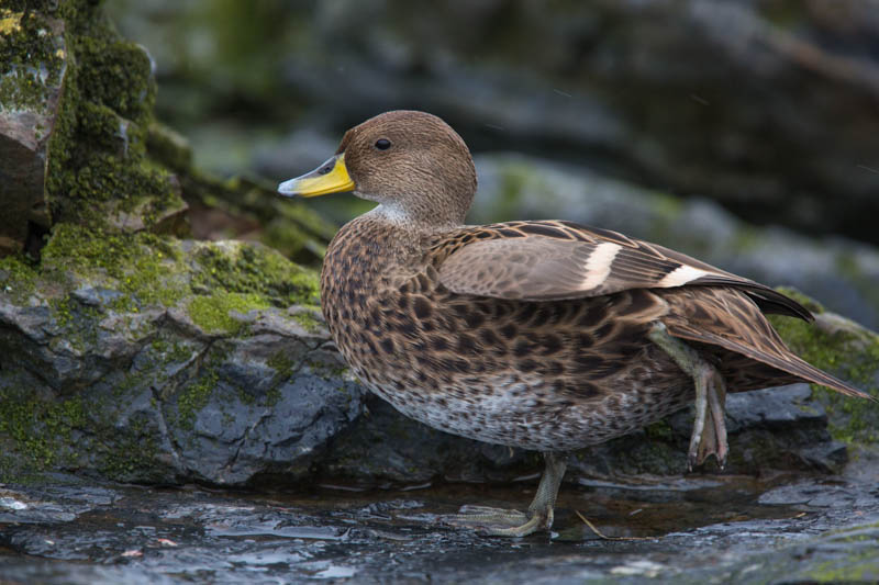 Yellow-Billed Pintail